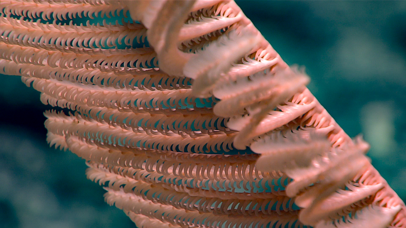 Image courtesy of the NOAA Office of Ocean Exploration and Research, 2017 Laulima O Ka Moana.